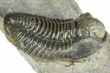 Detailed Gerastos Trilobite Fossil - Morocco #363956-3